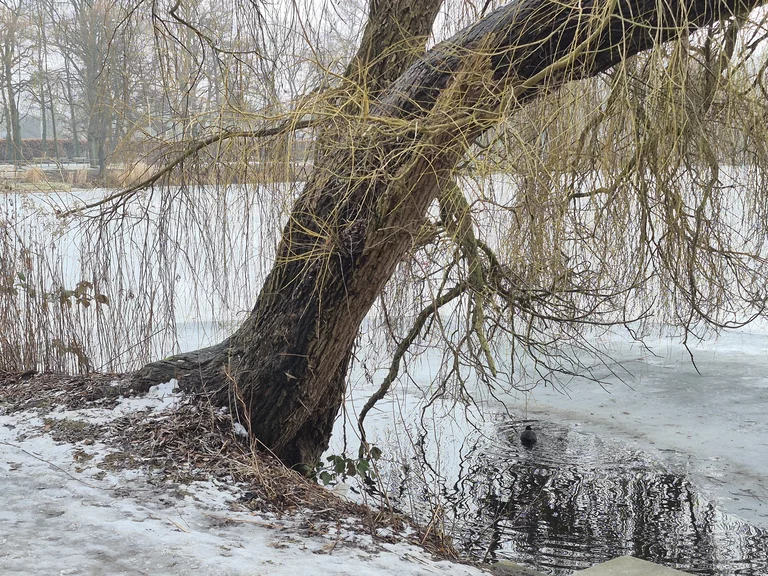 L’Außenmühlenteich à Harburg – surtout en hiver.
Quand la glace apaise le paysage et que les pensées deviennent plus libres.