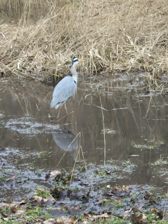El Außenmühlenteich en Harburg, especialmente en invierno.
Cuando el hielo calma el paisaje y la mente se abre.
Aquí encuentro silencio.