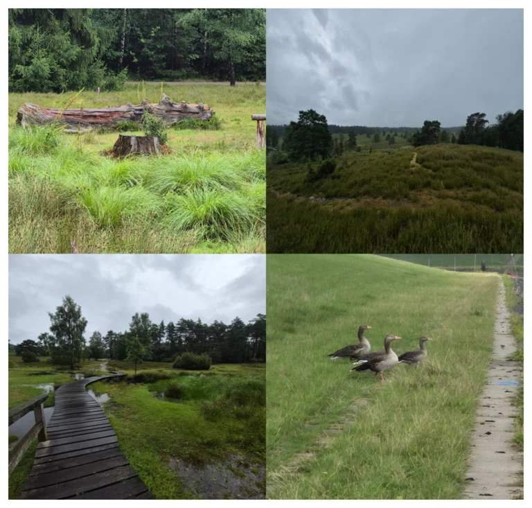 Eine der schönsten Heideflächen ist das Büsenbachtal bei Handeloh. Durch das Tal fließt der kleine Büsenbach, rechts und links steigen wunderbar mit Heide bewachsene Hügel an. Foto Colage