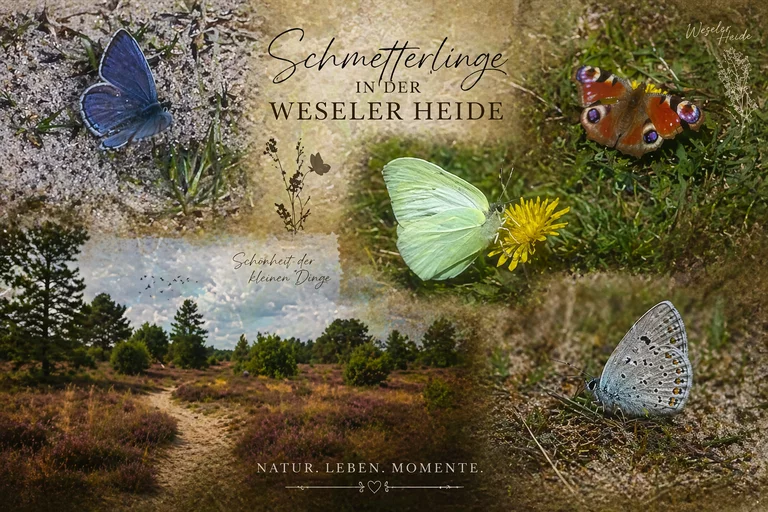 Manchmal braucht es keinen Lärm,
keine großen Worte…
nur einen Ort wie die Weseler Heide.

Hier, zwischen Wind, Licht und Stille,
entstehen meine Geschichten.
Nicht geplant – sondern gefühlt.

Jeder Schritt auf diesen Wegen
trägt ein Stück Inspiration in sich.
Jeder Blick in die Weite
öffnet neue Gedanken.

Es ist der Moment,
in dem man wieder bei sich selbst ankommt.

Ich kann nur jedem empfehlen:
Geht raus.
Sucht euch euren Ort.
Lasst die Gedanken fließen.

Denn genau dort…
beginnen die schönsten Ideen. ✨